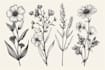 do botanical illustration flower, plant illustration, logo