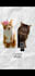 make tiktok cat memes explainer and facts videos