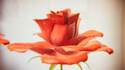 create 3d plant animation, 3d flower animation, 3d cgi product animation