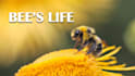 create professional wildlife animals videos for youtube