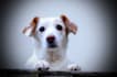 do a reconnective healing session for your pet