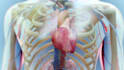 create 3d medical animation, anatomy, physiology and surgical video