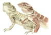 paint you pets, reptils, amphibians