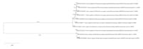 provide best phylogenetic analysis of species with basic writeup