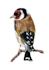 paint any bird you like, wild bird, pets