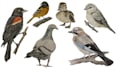 paint any bird you like, wild bird, pets