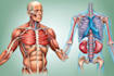 professional medical illustrations, drawings, exercises
