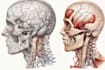 draw detailed medical illustrations