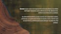 creative visual content y social media management services
