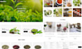 design matcha shopify store matcha coffee website   matcha dropshipping