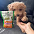 create dog product ugc video content
