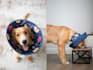 create dog ugc video ads or photo with my golden retriever
