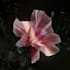 iconic 3d flower animation, 3d plant vfx, flower vfx, lifelike flower animation