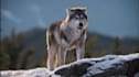 do any 3d animal model 3d animation 3d creature 3d character animation cgi vfx