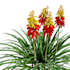 pro render realistic 3d plant animation, cgi flower design, 3d flower animation