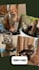 create ugc for your cat products or cat brand