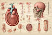 do medical and scientific illustrations