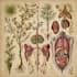 do botanical and anatomical scientific illustrations