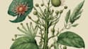 draw botanical and flower beautifully