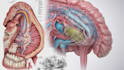 do medical and scientific illustrations