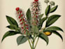 draw animal and botanical illustrations