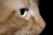 teach you how to communicate with animals telepathically