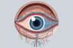create scientific and medical illustrations