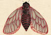 paint unique illustrations of insects and butterflies