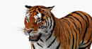 do 3d animal animation, 3d animal rigging, 3d animal vfx compositing, animal fur
