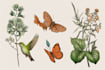 create insects, animals and botanical illustrations