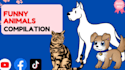 create funny pets animal videos for youtube