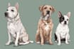 draw illustration pet portrait vector art