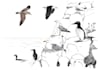 draw a scientific illustration