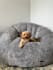 create dog ugc videos for your pet product