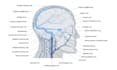 do all medical, anatomy and scientific illustration