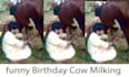 wish african happy birthday video while cow milking style