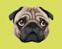draw your pet into an cute potrait