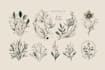 design a hand drawn botanical boho logo