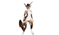 create a vrchat furry avatar model, vrchat avatar, vrc fursona