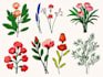 draw botanical illustrations, flowers and plants