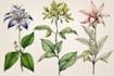 draw botanical illustration art