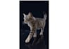 render 3d animal animation, 3d animation, character design, xgen, cgi, vfx