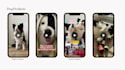 create engaging ugc pet content with my experienced dogs
