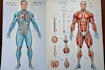 create customized medical and scientific illustration