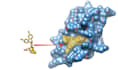 elevate your research via molecular docking, virtual screening and MD simulation