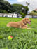 create ugc content with my dog