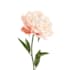 illustrate delicate a floral clipart and illustrations