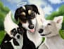 digital illustrations of pets