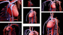create a 3d medical model