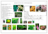 make a dendrological plan and a planting drawing